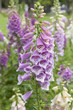 Fresh Blooming Digitalis