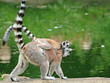 Ring-tailed Lemur with her baby