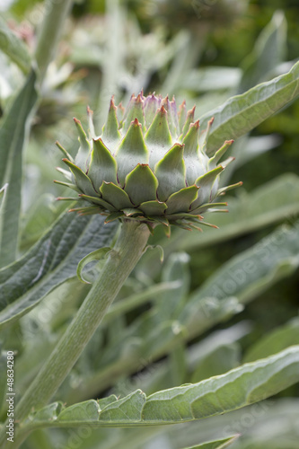 Photo: Artichoke growing on a stem Artichoke growing on a stem