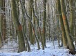 Markierte Bäume im Kaufunger Wald