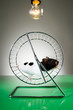 Hamster auf dem Laufrad 2