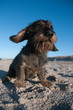 Hund am Strand