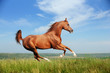 Beautiful red arabian horse running gallop