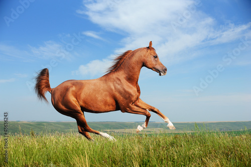 Photo: Beautiful red arabian horse running gallop Beautiful red arabian horse running gallop