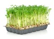 Watercress in a plastic tray on a white background