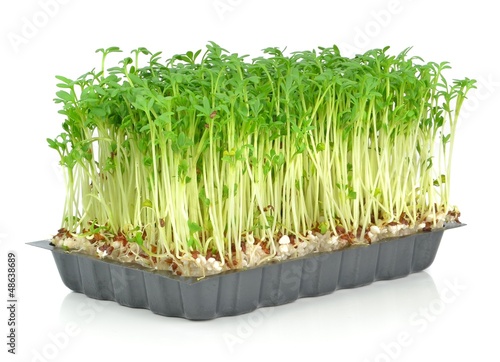 Photo: Watercress in a plastic tray on a white background Watercress in a plastic tray on a white background