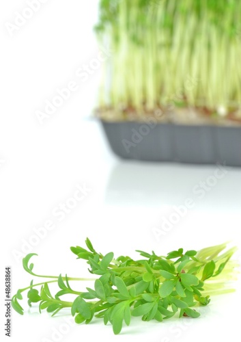 Photo: Watercress cuttings on a white background Watercress cuttings on a white background