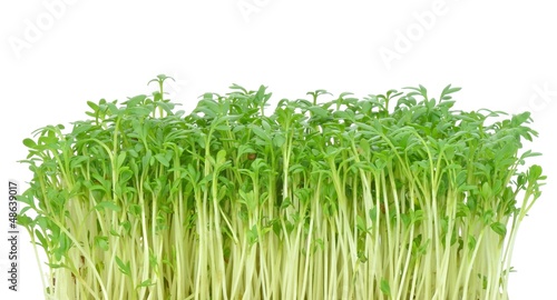 Photo: Watercress leaves on a white background with copy space Watercress leaves on a white background with copy space