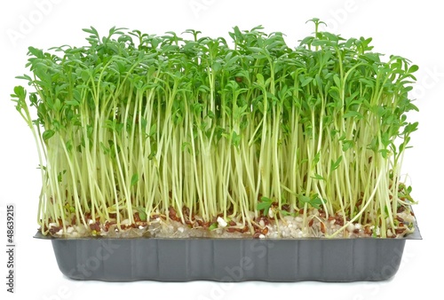 Photo: Watercress in a plastic tray on a white background Watercress in a plastic tray on a white background