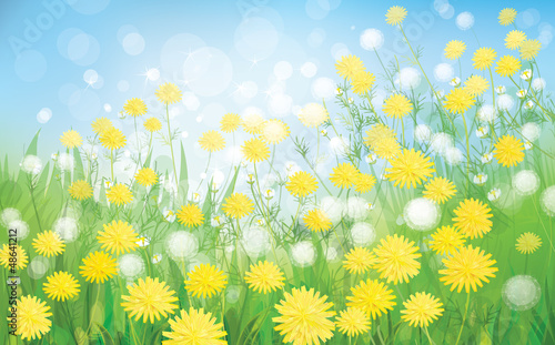 Vector: Vector of spring background with white dandelions. Vector of spring background with white dandelions.