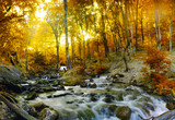 Autumn creek woods with yellow trees