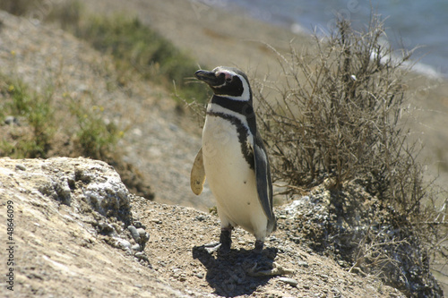 Photo: Magellan penguin (Tierra del Fuego-Argentina) Magellan penguin (Tierra del Fuego-Argentina)