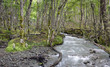 Wild Patagonian Forest, El Chalten