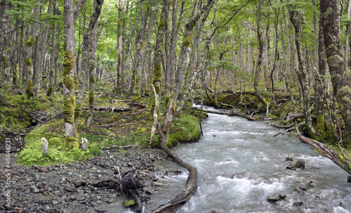 Photo: Wild Patagonian Forest, El Chalten Wild Patagonian Forest, El Chalten