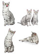 Egyptian Mau Cats