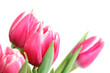 Tulpenblüten