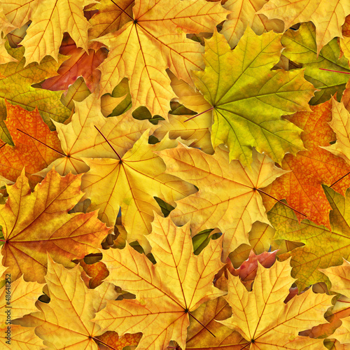 Photo: leaves leaves