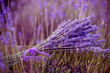 bunch of lavender flowers