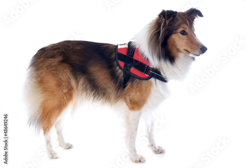 Photo: shetland dog and harness shetland dog and harness