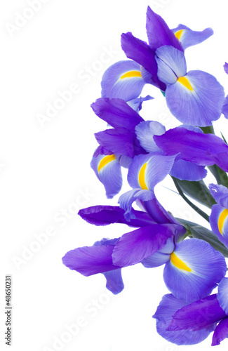 Photo: bouquet of blue irises bouquet of blue irises