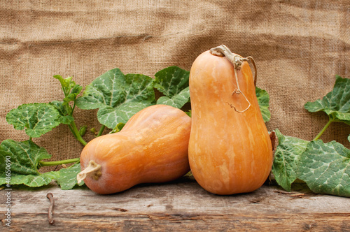 Photo: Pumpkins Pumpkins