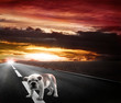 cane abbandonato sulla strada al tramonto