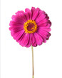 Zinnia isolated on white