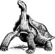 Giant turtle