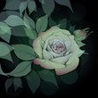 Rose Bloom / Floral square background