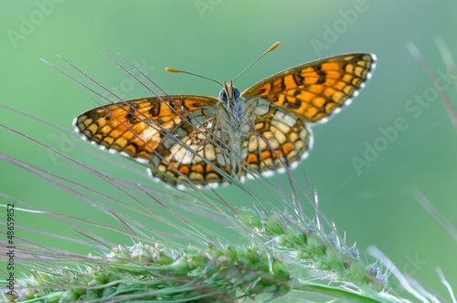 Photo: Melitaea phoboe Melitaea phoboe
