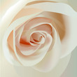 Pink Rose