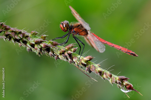 Photo: Sympetrum pedemontanum Sympetrum pedemontanum