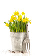 Photo: Large Bucket Of Daffodils Large Bucket Of Daffodils