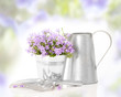 Campanula Flowers