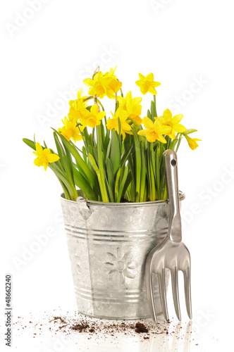 Photo: Large Bucket Of Daffodils Large Bucket Of Daffodils
