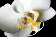 Orchidee
