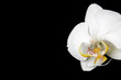 Orchidee