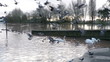 Video: Ducks and Swans on a flooded street Ducks and Swans on a flooded street