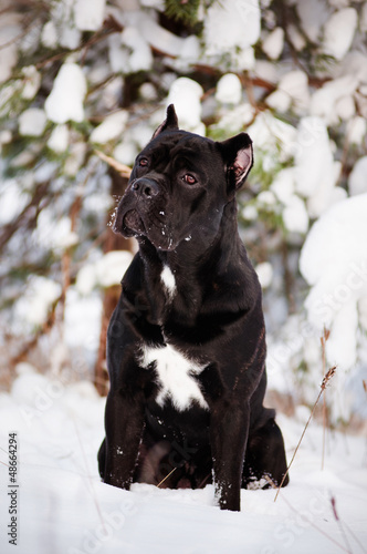 Photo: cane corso dog portrait on snow cane corso dog portrait on snow