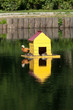 Tadorna ferruginea, Ruddy Shelduck.