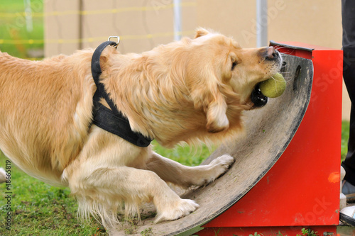 Photo: flyball flyball