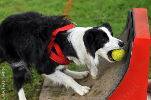 Photo: flyball flyball