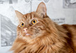 Fluffy brown cat