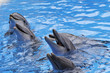 Bottlenose Dolphins, Tursiops truncatus