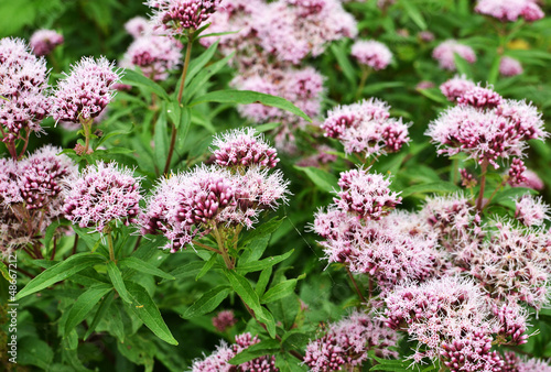 Photo: Valerian flowers. Valerian flowers.