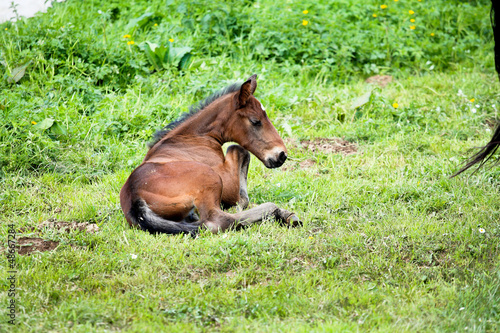 Photo: foal lying in the grass foal lying in the grass