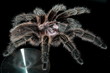 Vogelspinne