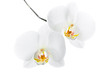 Phalaenopsis. Two white orchid flowers on isolated on white