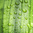 Natural Green Background Textu...