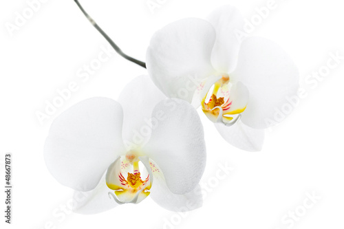Photo: Phalaenopsis. Two white orchid flowers on isolated on white Phalaenopsis. Two white orchid flowers on isolated on white